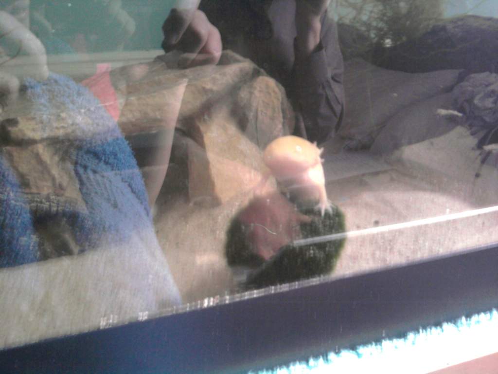 Not long after I rescued Gally - note how stubby Gally's gills are at this point. She loves her moss ball!