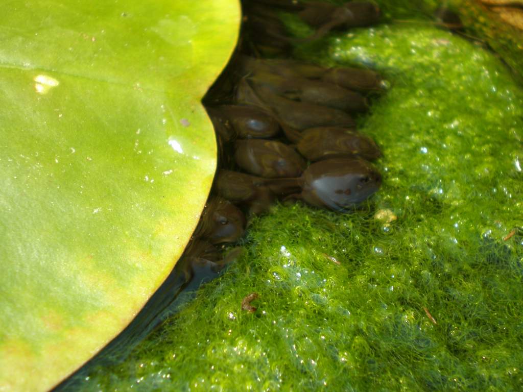 Not long till they are frogs/toads/newts