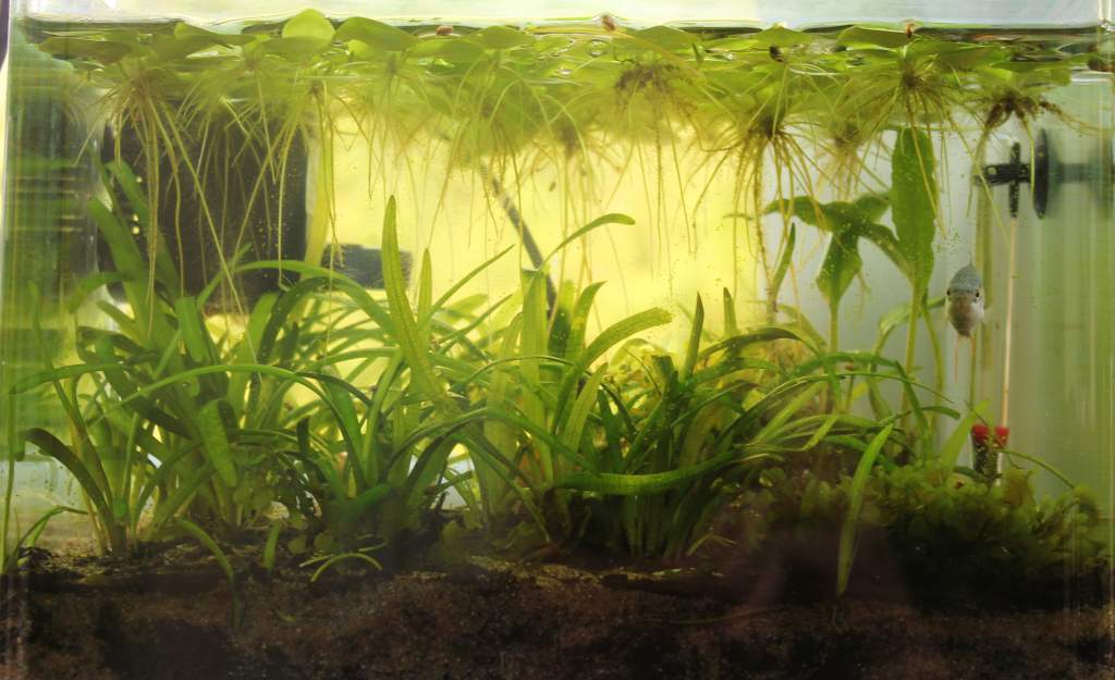 Not my newt tank this is my first dirt aquarium with a solitary paradise fish (he dose not play well with others)