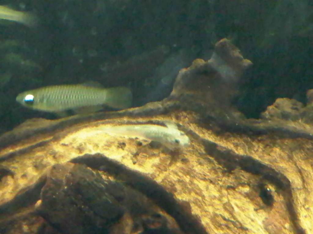 Notalotl- but doing a fairly good job of pretending! Sakura goby, photobombed by a lampeye. Sorry about the dreadful quality.