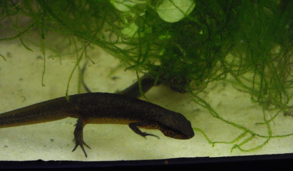 Notophthalmus viridescens piaropicola