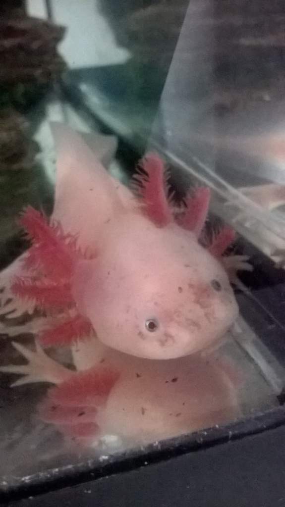 Nova, whos turnt out to be a mini lotl and a male Leucistic. Last time i posted Nova was a baby. He is now around a year and 5 months :)