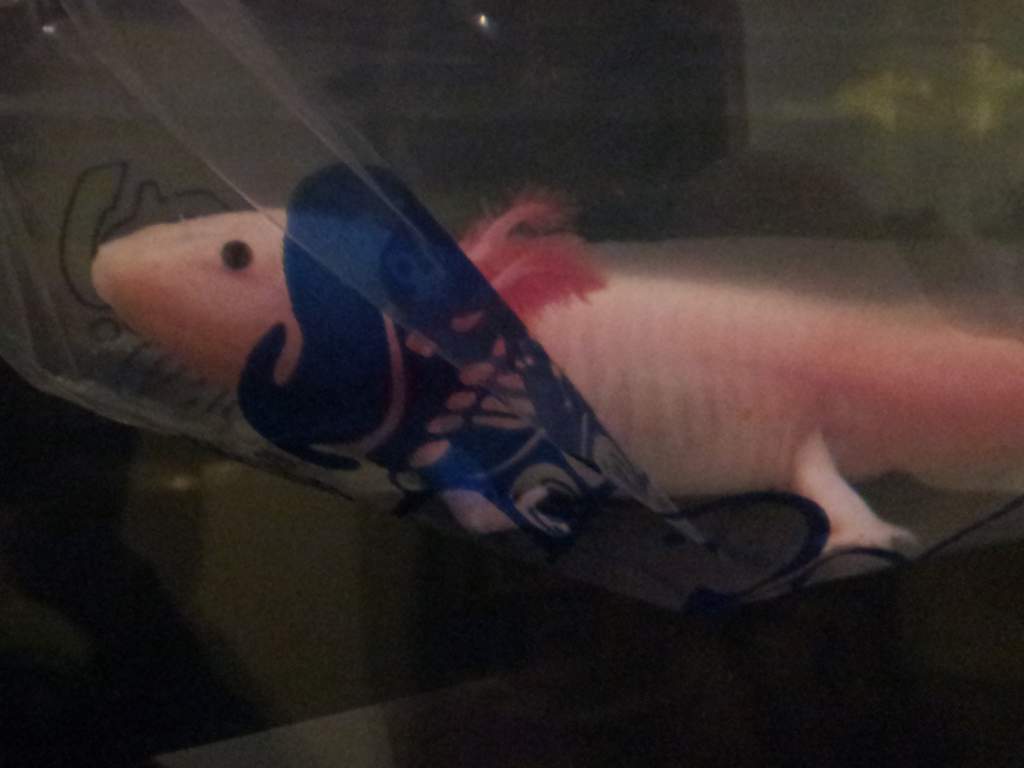 November 26, 2011

Day 1. Marinus. In a bag. Ready to brave the new world.