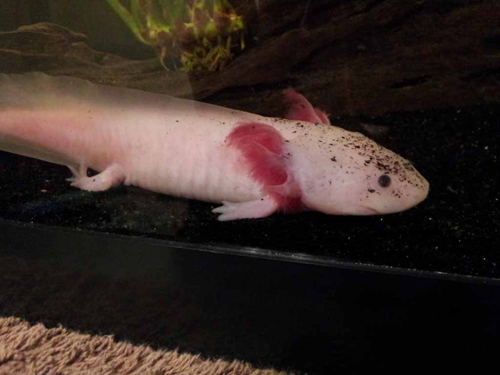 November 26, 2011

Marinus became rather alarmed when I released him from the bag. The result was a cloud of sand settling on his face.