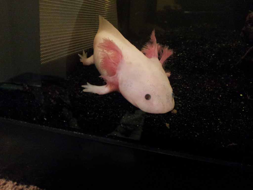November 27, 2011

Another picture of Marinus. I have a feeling that these images of November 27, 2012 might still be from Day 1 (November 26), just a
