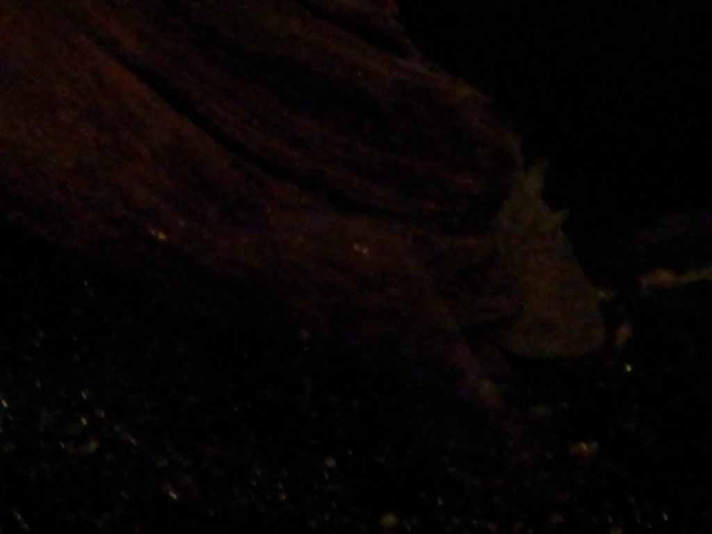 November 27, 2011

Look for the eye. There are hardly any pictures of Matlal during the first few days because she was quite timid for a while. This i
