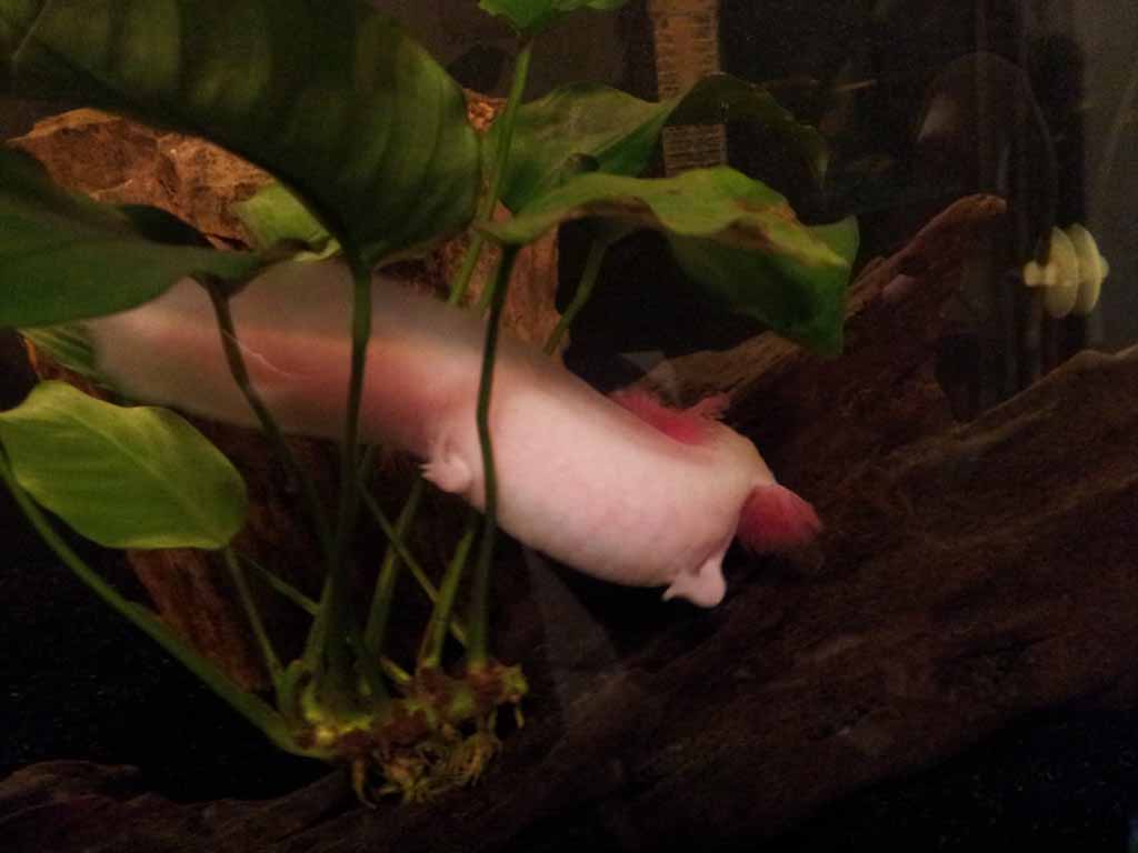 November 27, 2011

You may notice something odd about Marinus' legs. The upper-right one only possesses three fingers and is hardly operational (he sw