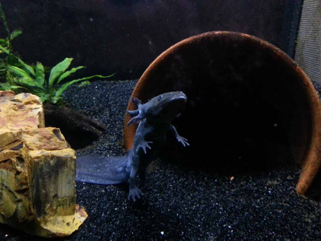 November 9, 2012

Matlal thinking that she is Godzilla. My father noted that when she swims, she reminds him of Godzilla.