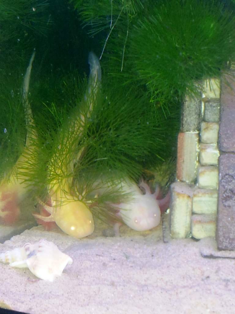 Nugget and Shroom