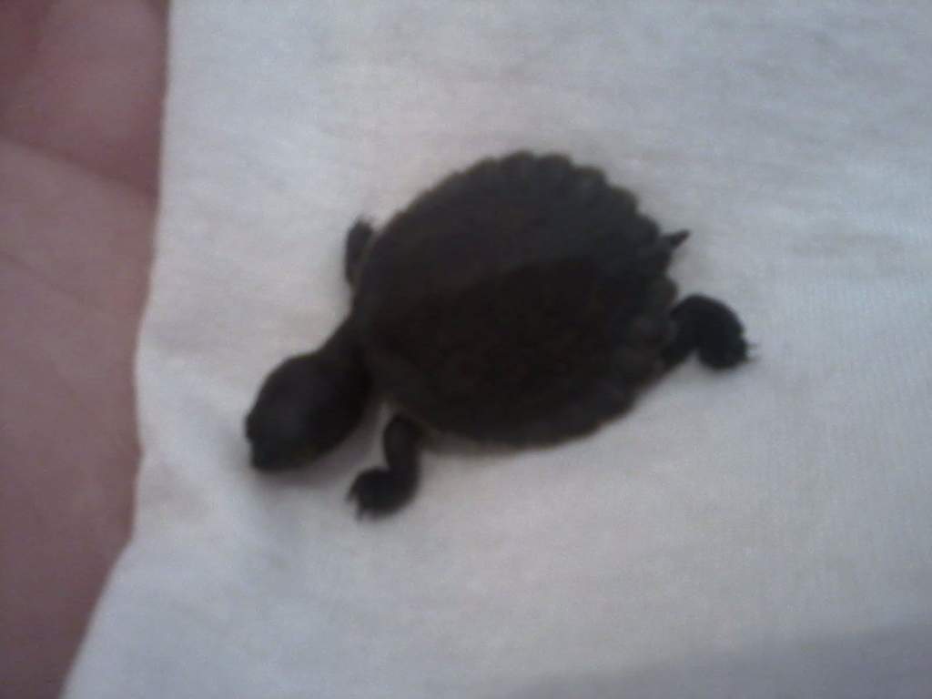 Nuggy