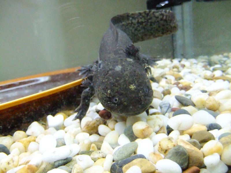 Nuka on the day we brought her back from the petshop, before the tank got madeover