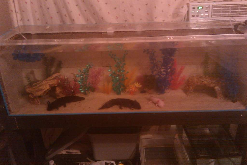 Nyx, Castro and Yoshi before he passed away
