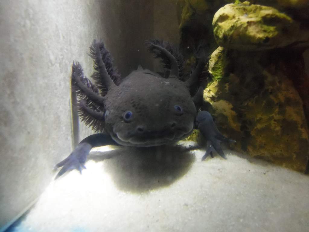 Nyx