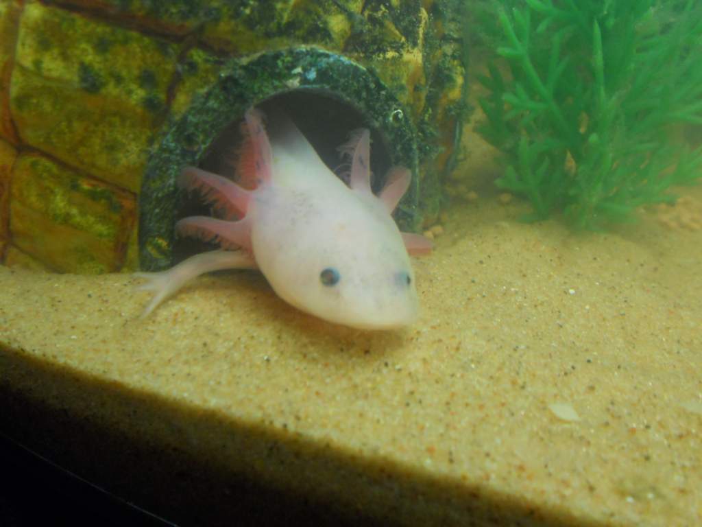 O Hai Dere