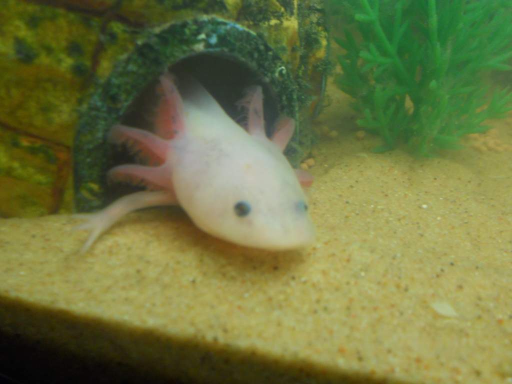 o whatcha got dere