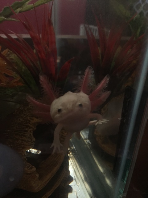 O y herro