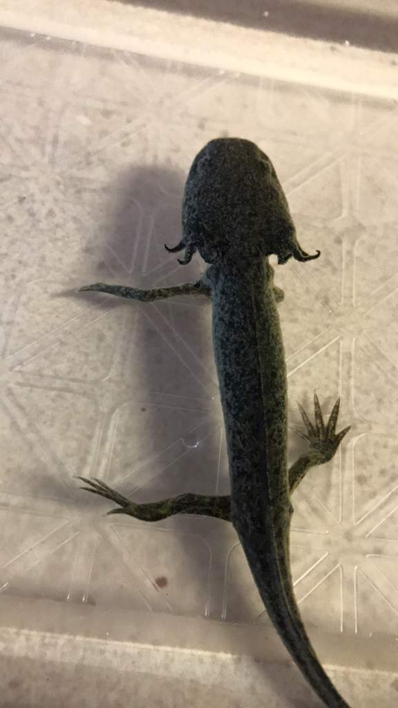 Oct 26/2016 poor guy...we wernt shure he was going to make it...could barely move...I nearly cried when i saw him...he used to have the nickname GATOR