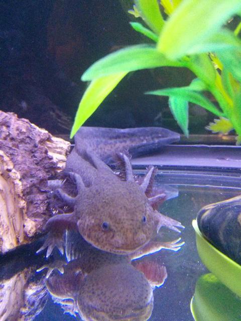 Ody just chillin' by  his tree trunk.