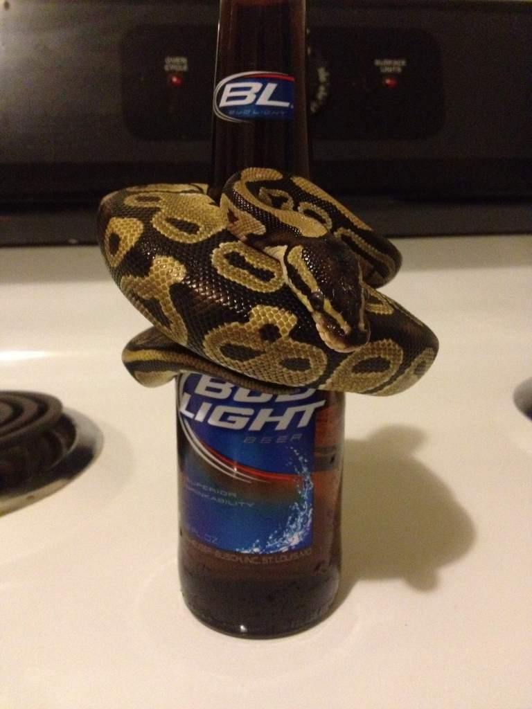Oh and he likes beer xD. (4th of July in Florida, guess he got too hot)
