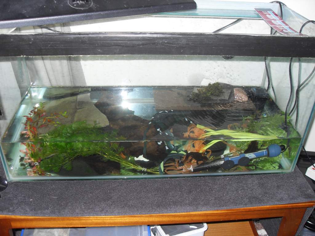 old aquatic verrucosus setup now houses barani