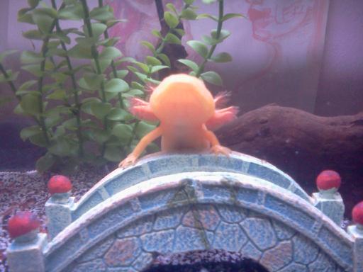 Old dumb cellphone picture when he was still small