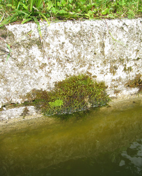 Old limestone trough for livestock, where newt eggs were found, north-central Croatia.