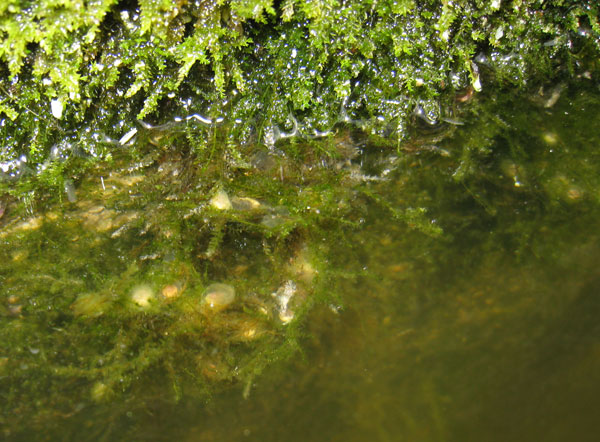 Old limestone trough for livestock, where newt eggs were found, north-central Croatia.