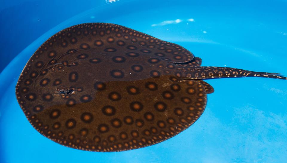 older brother - look a lot like his dad