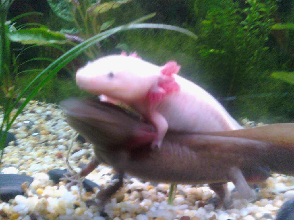Oliver and pracilla playing