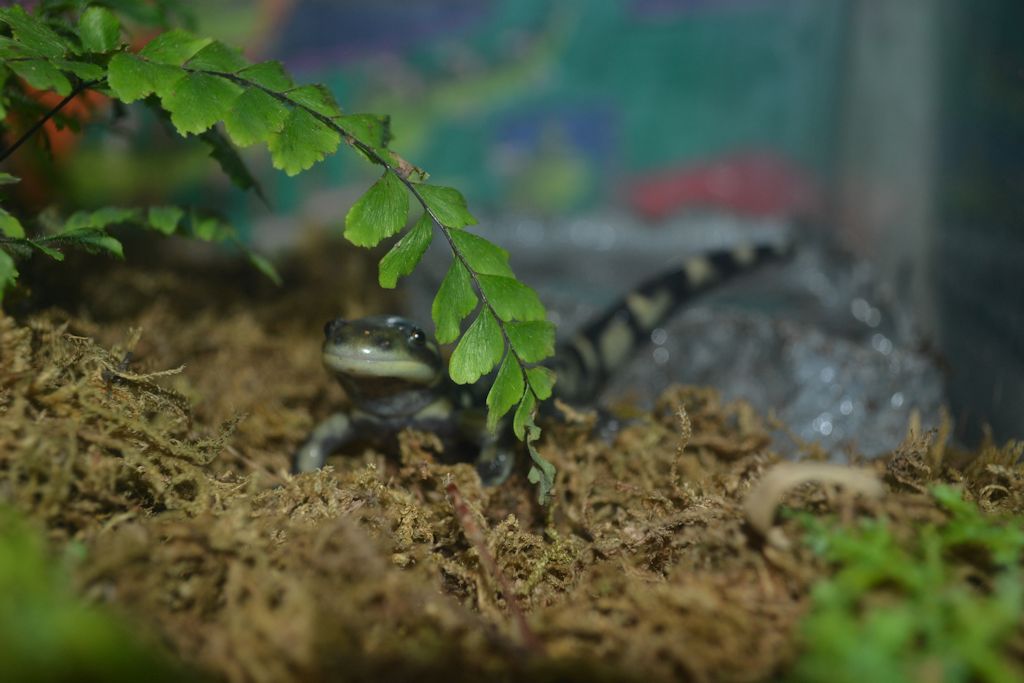 Olivia under frond