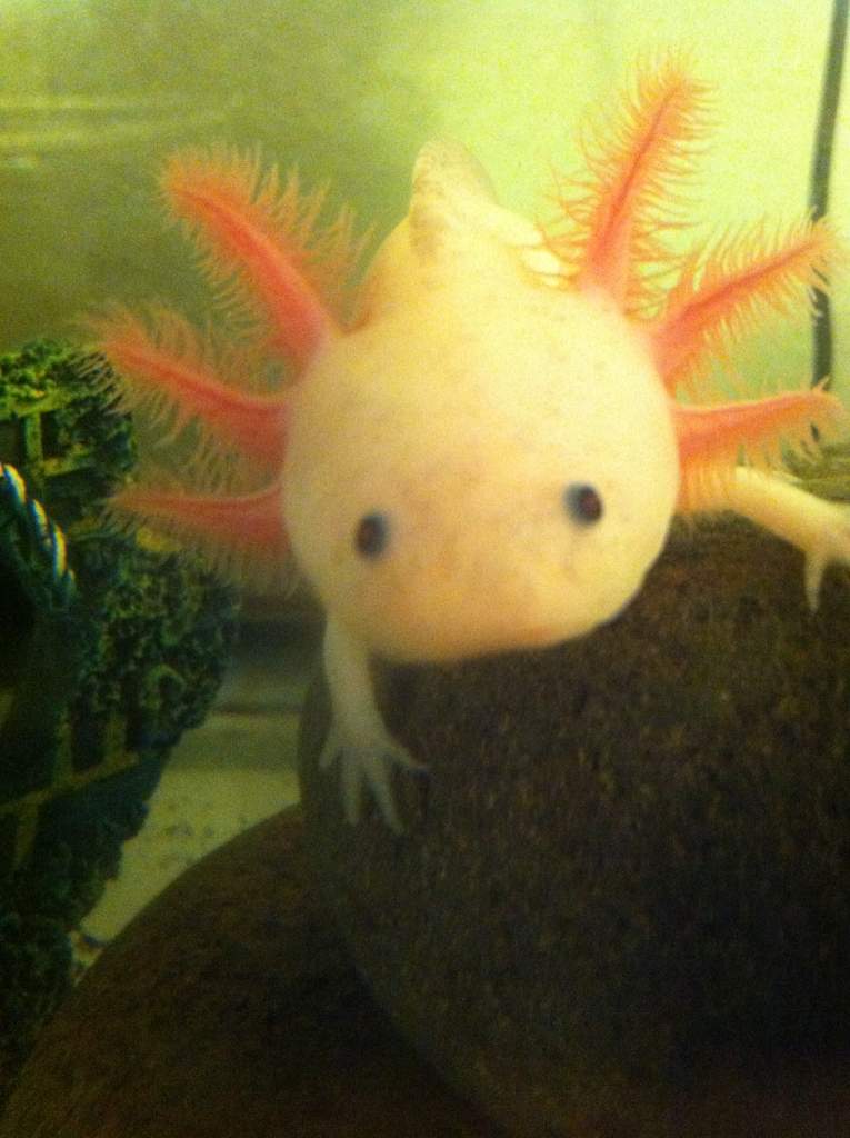 OMG, who can resist that little face!?!