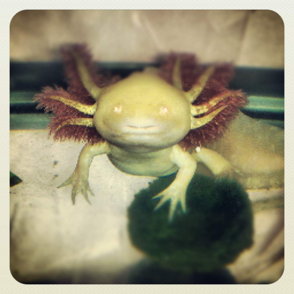 On his moss ball. :))