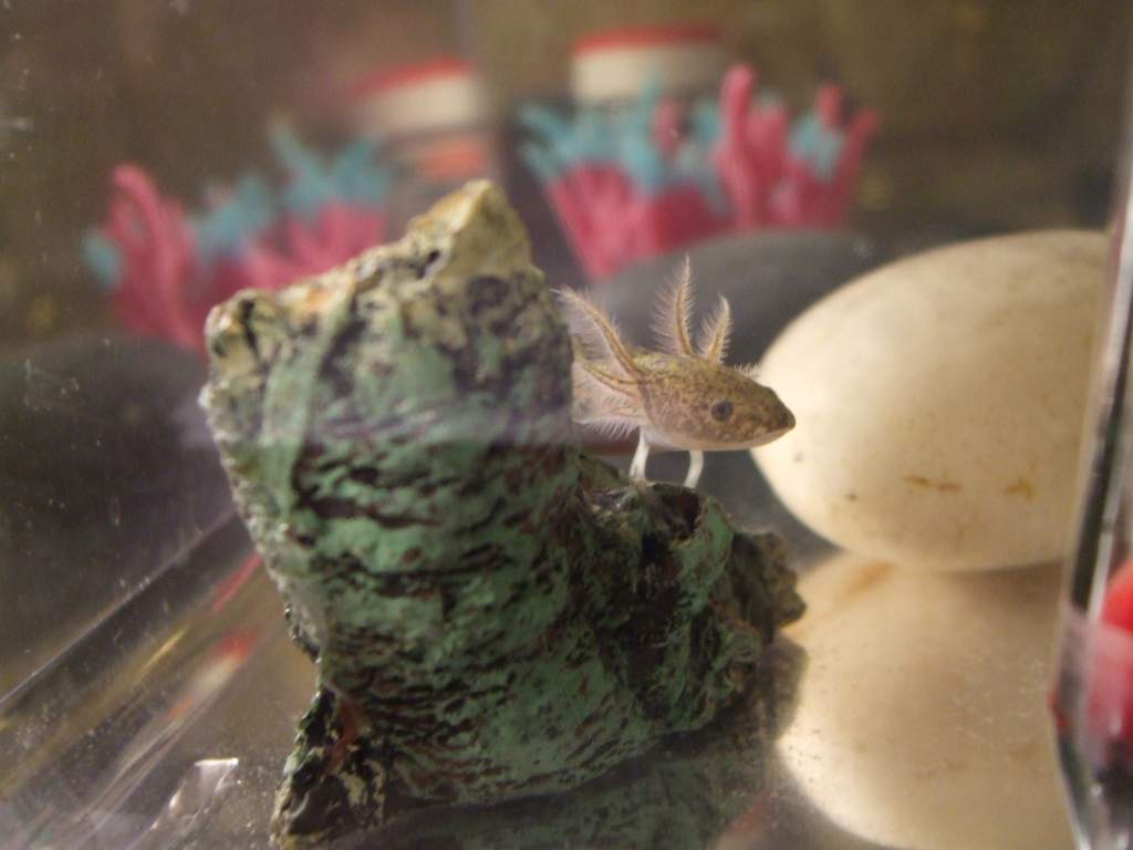 On his stump.