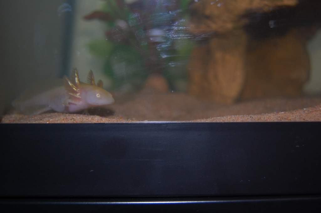 On the prowl