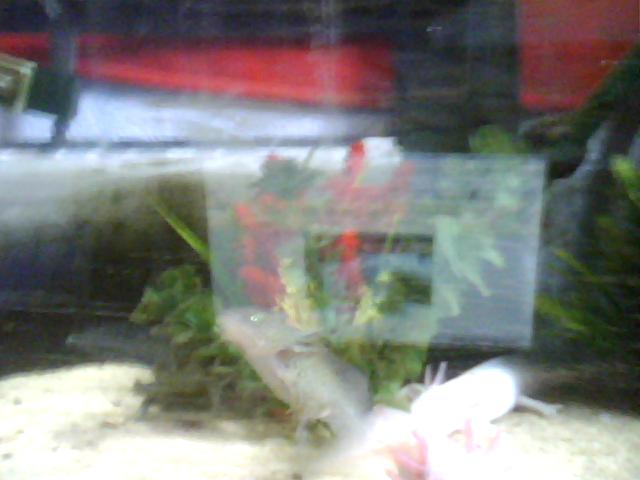 on this pic all my axies are displyed
