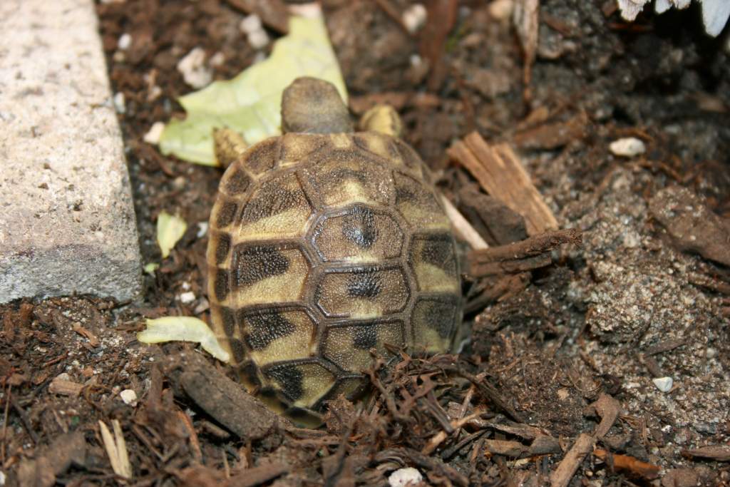 Ona pops out of the ground for veggies.