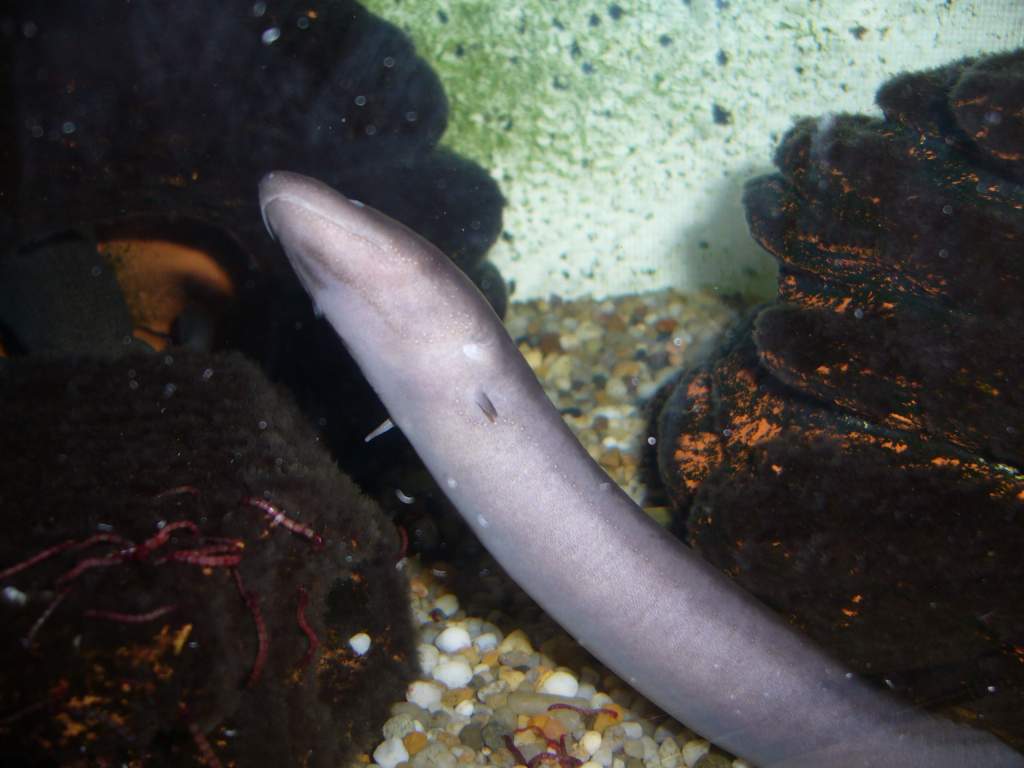 One-fingered Amphiuma means, a female