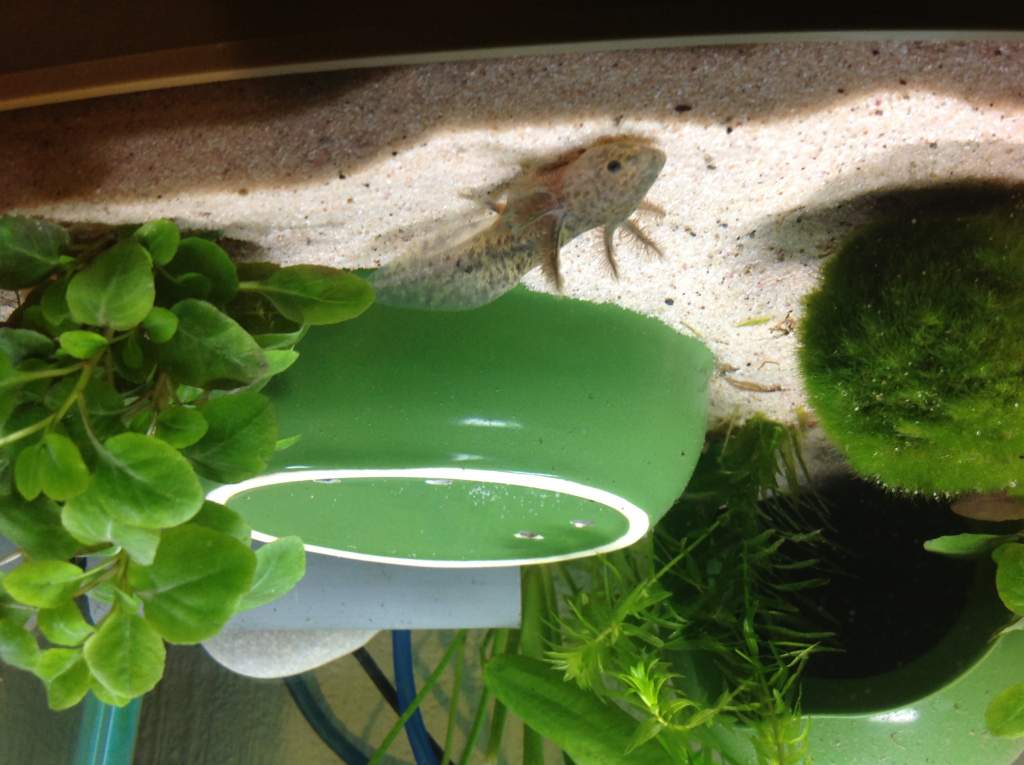 One gill is a lot longer than the others which I think is so sweet