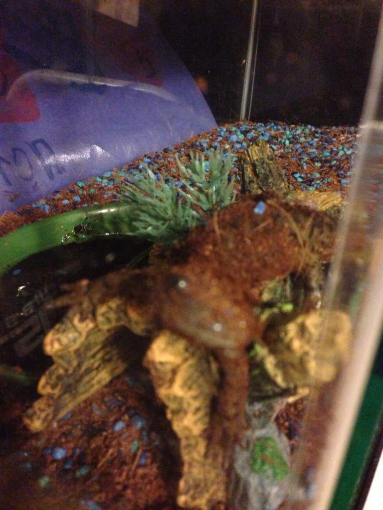 One of his favorite things to do especially when he's begging. He knows our faces and will touch his nose to the glass and leave it there until we put