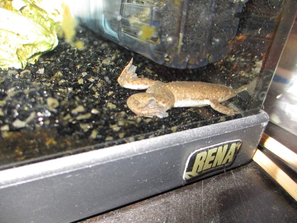 one of his many favorite spots....should probably have cleaned the glass better :P