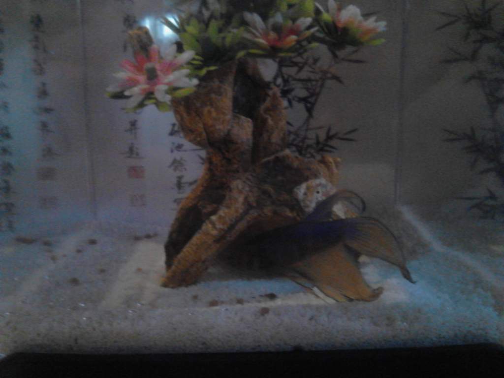 one of my betta fish