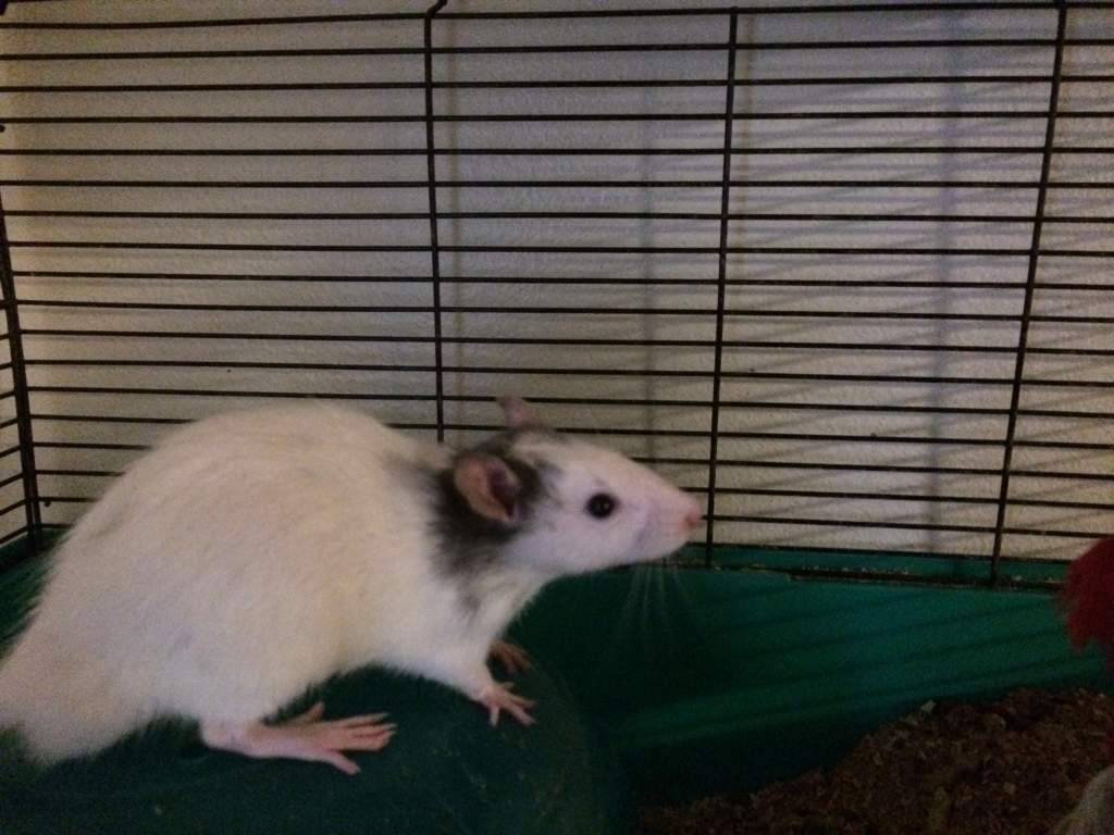 One of my boys