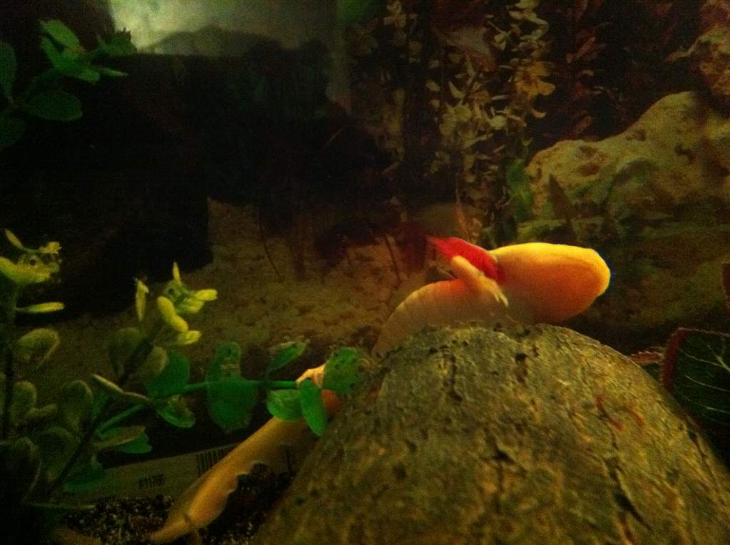 One of my females laying her eggs