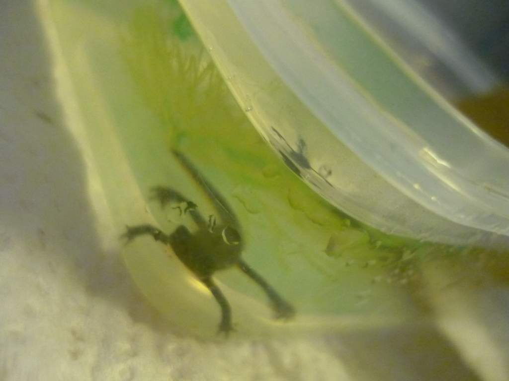 one of my juvies enjoying a swim