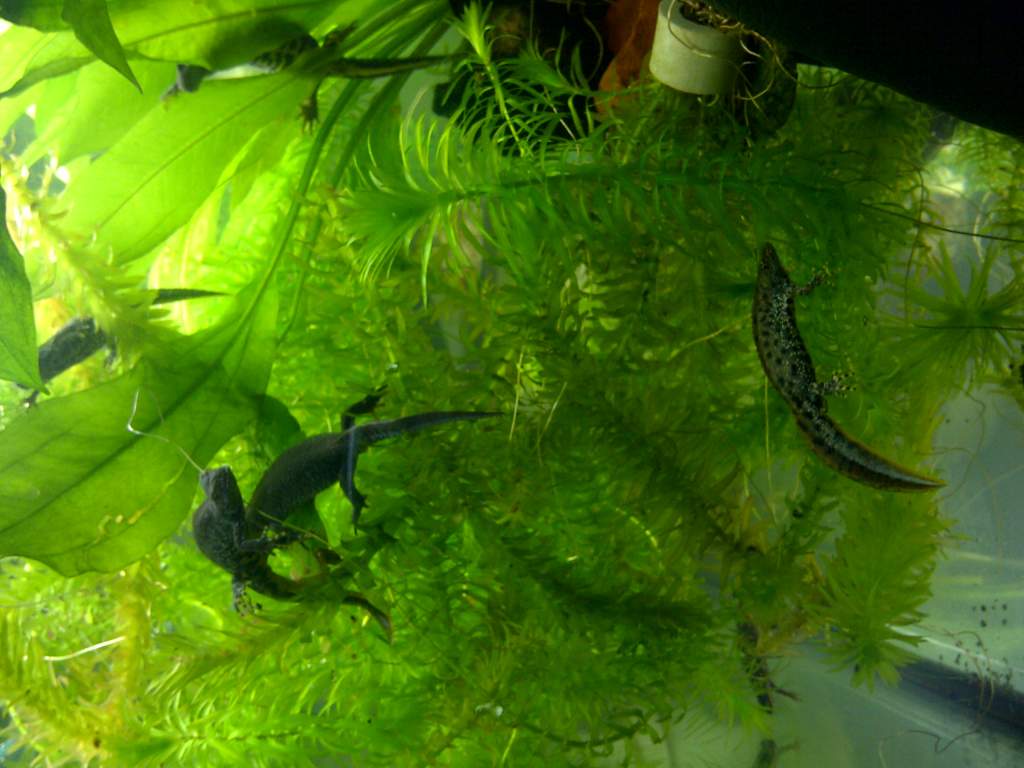 One of my males at the bottom hes only 10months old