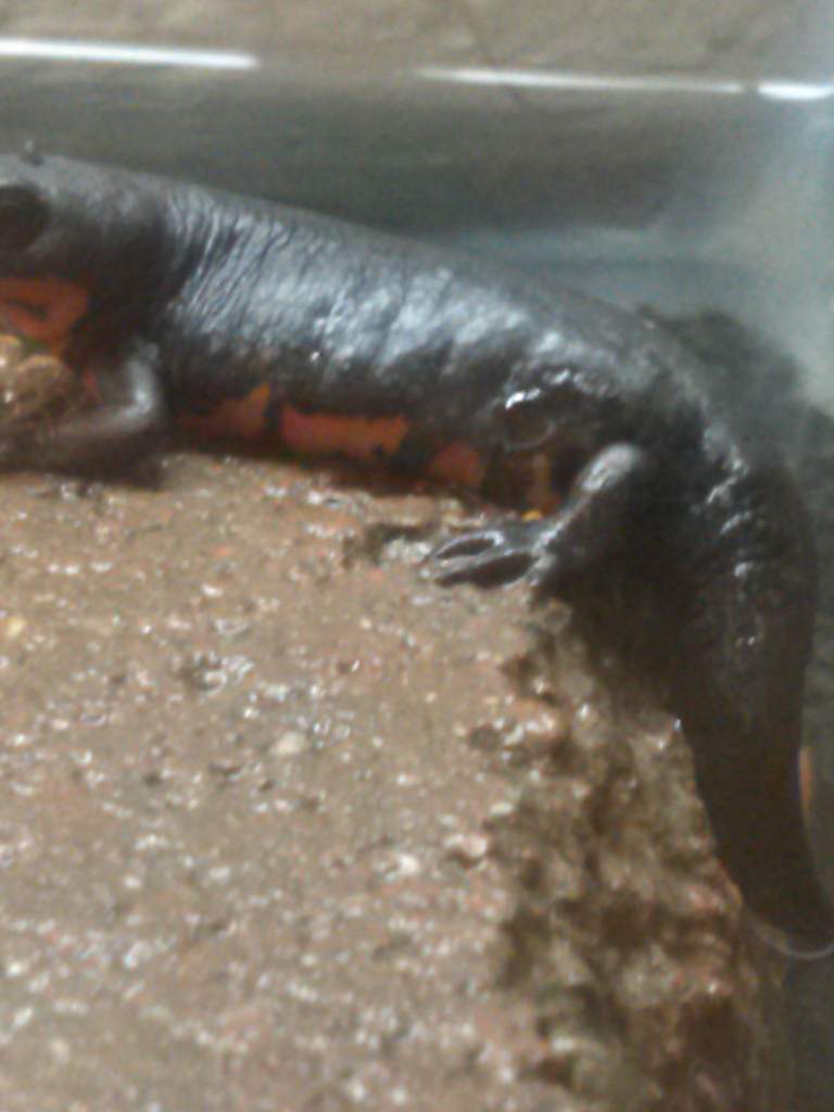 One of my newts staring at the skink