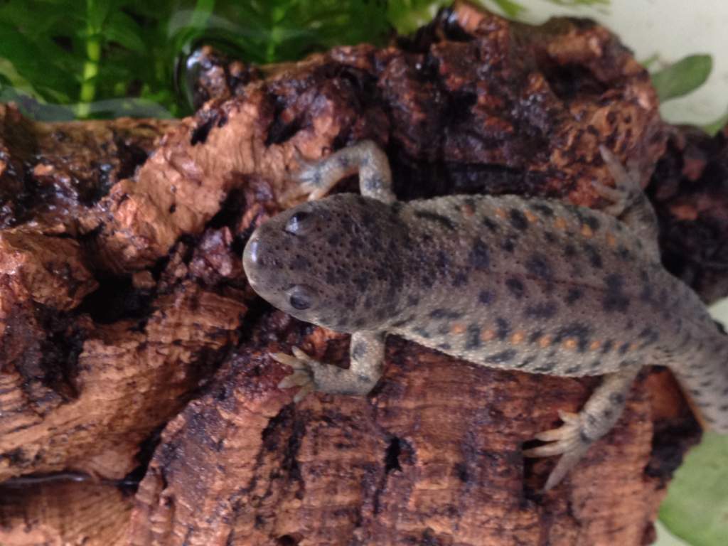 one of my now three ribbed newts - april 2012