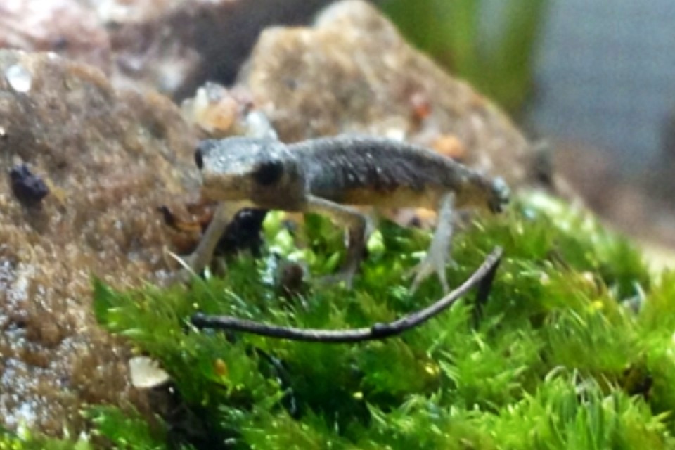 One of My other newts, he was called Stream (or ström in swedish) who died because of sickness :(