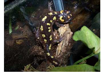 One of my spotted salamanders: Hwa.