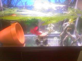 One of my very first setups for Pinky.
Tank with added tree root decor, and more plastic plants floating.